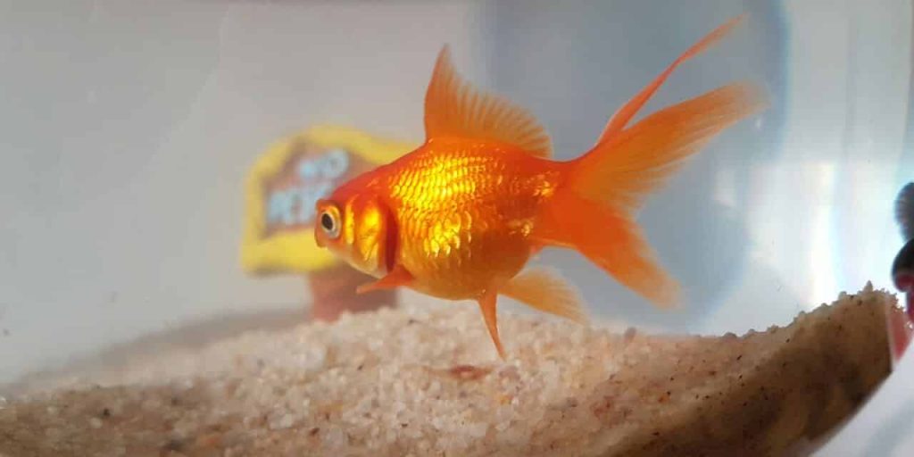 poisson rouge melenchon