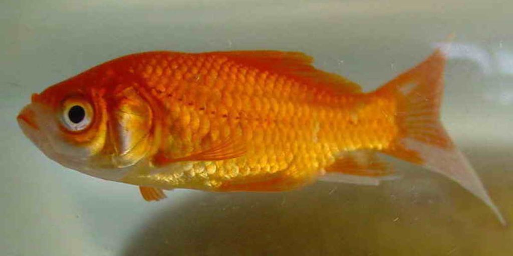 poisson rouge melenchon primaire