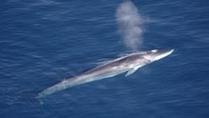 baleines jefta