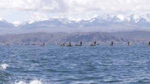 lecons lac titicaca